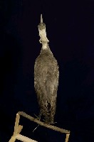 白頭鶴藏品圖，第6張